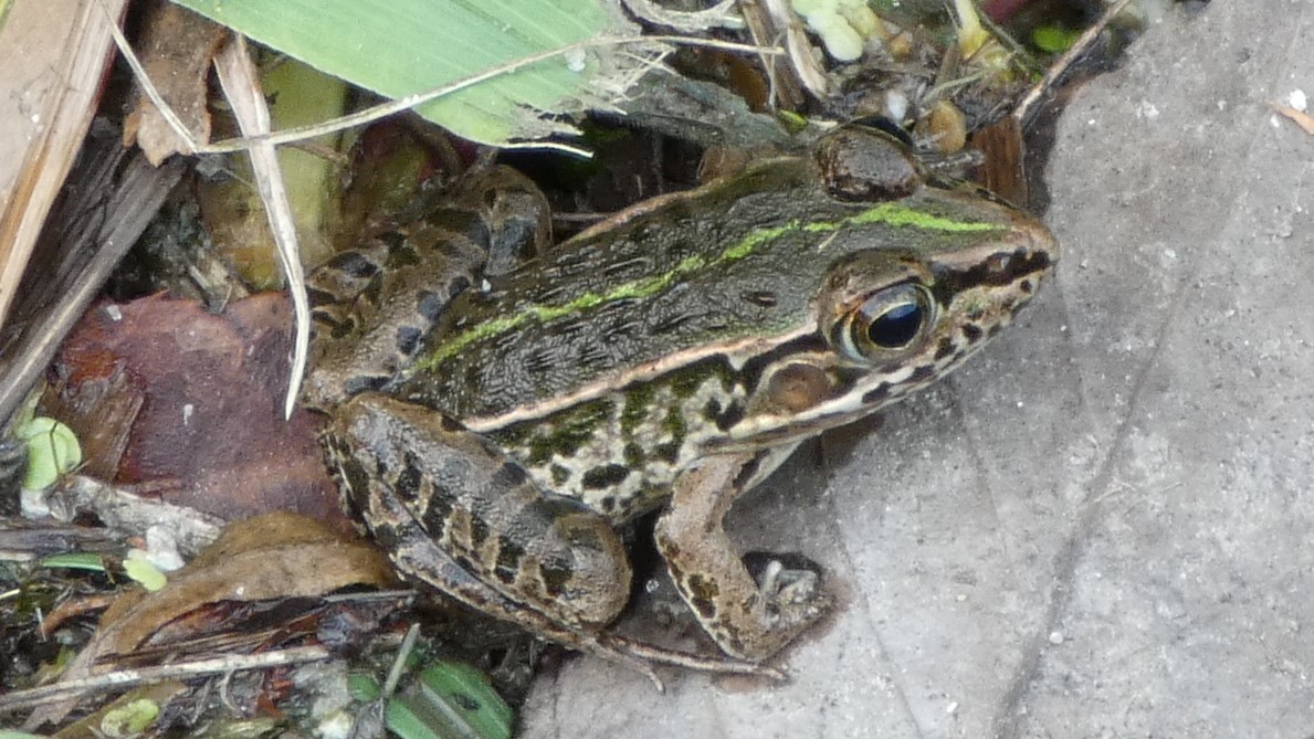 カエル、ヘビ、トカゲなど